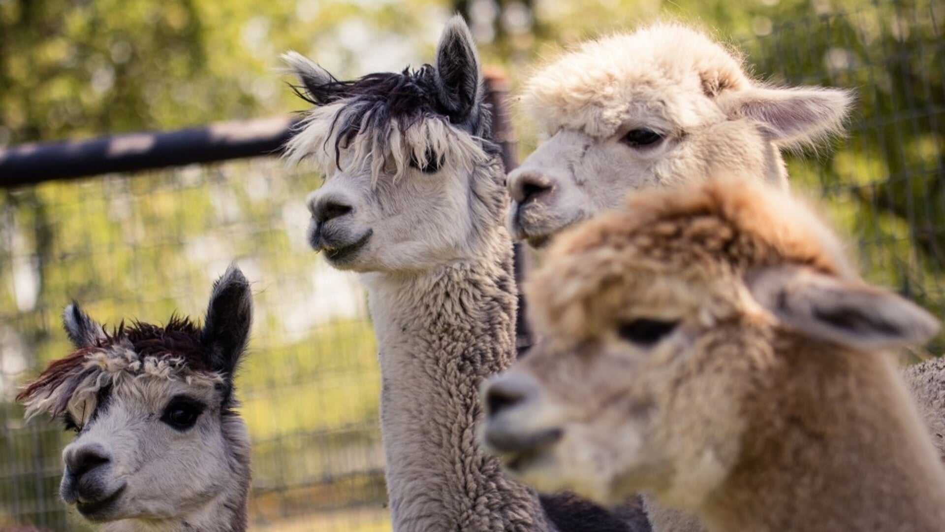 Kom op bezoek bij de alpaca’s van Alpacafarm Vorstenbosch