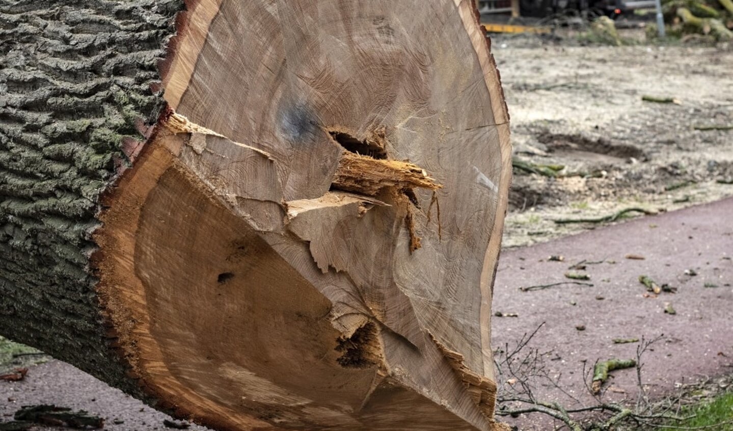 Heesch - Twee bomen gekapt aan de Graafsebaan Heesch 