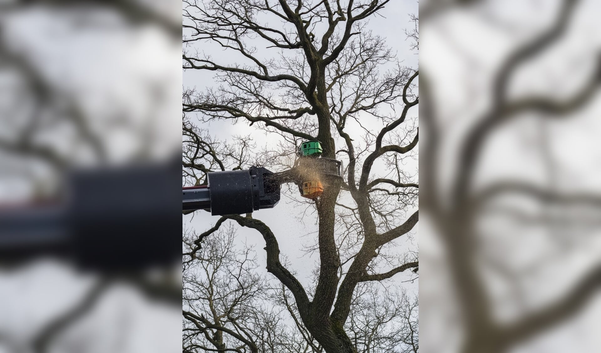 Heesch - Twee bomen gekapt aan de Graafsebaan Heesch 