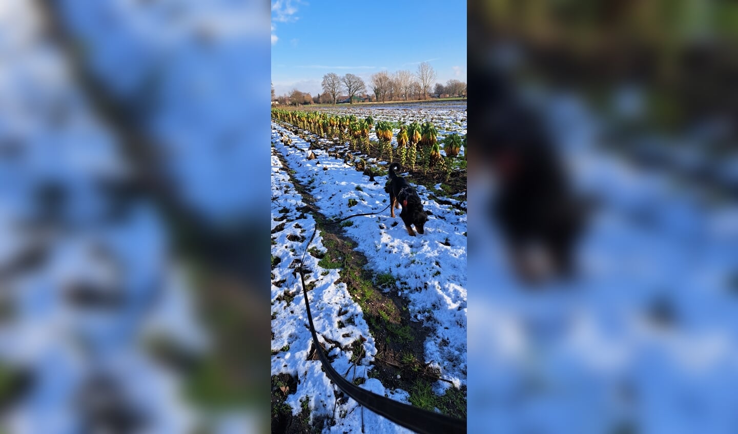 Heerlijk wandelen met de hond Rivka in Nistelrode,  Achter de Hoogbroeksesteeg met sneeuw, zon, boerenkool, en spruitjes op het land.
Genieten van ons prachtige dorp.