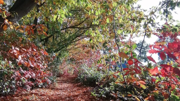 Natuurlijk wandelen