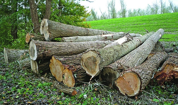 <p>De partij heeft vragen gesteld over bomenkap. (Archieffoto: Fred Rotgans)</p>