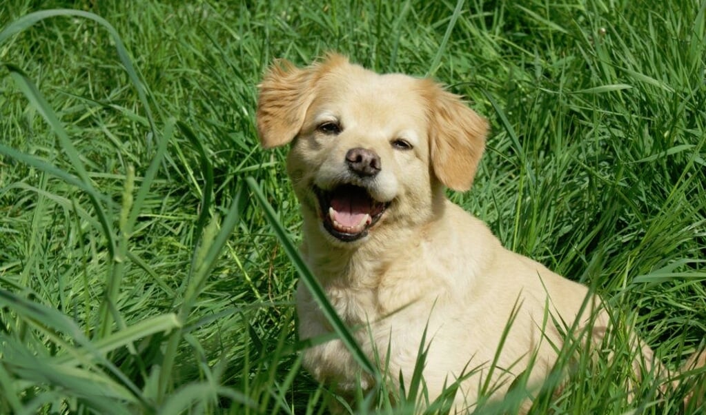 Honden mogen het Floriade-terrein niet op(Foto: aangeleverd)
