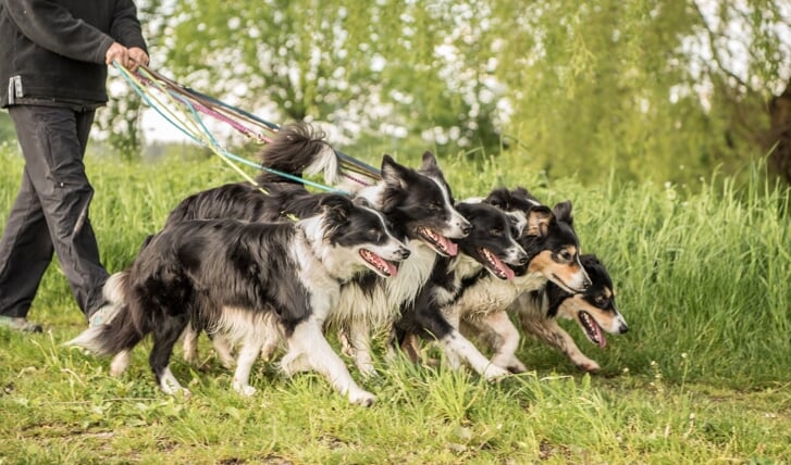 Honden zijn niet welkom bij de Floriade (Foto: Adobe Stock