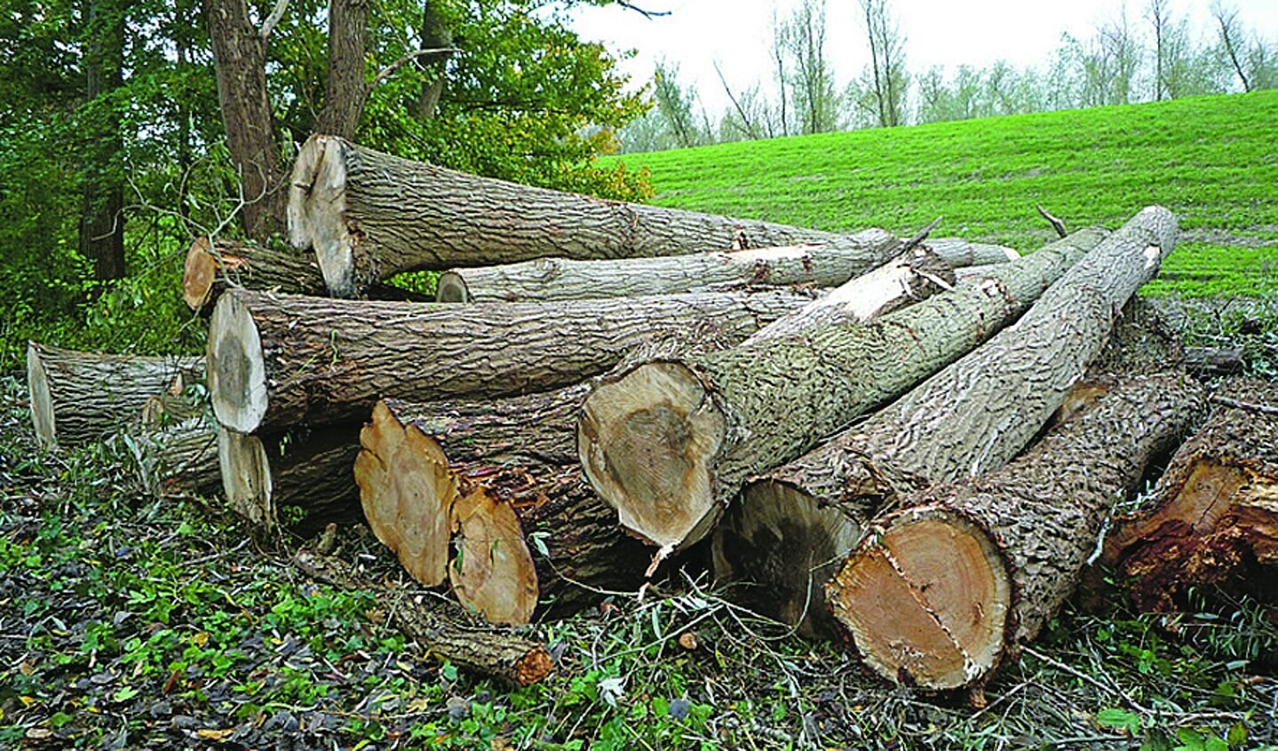 Partij voor de Dieren en GroenLinks botsen over bomenkap voor bouwen in het groen. (Archieffoto: Fred Rotgans)