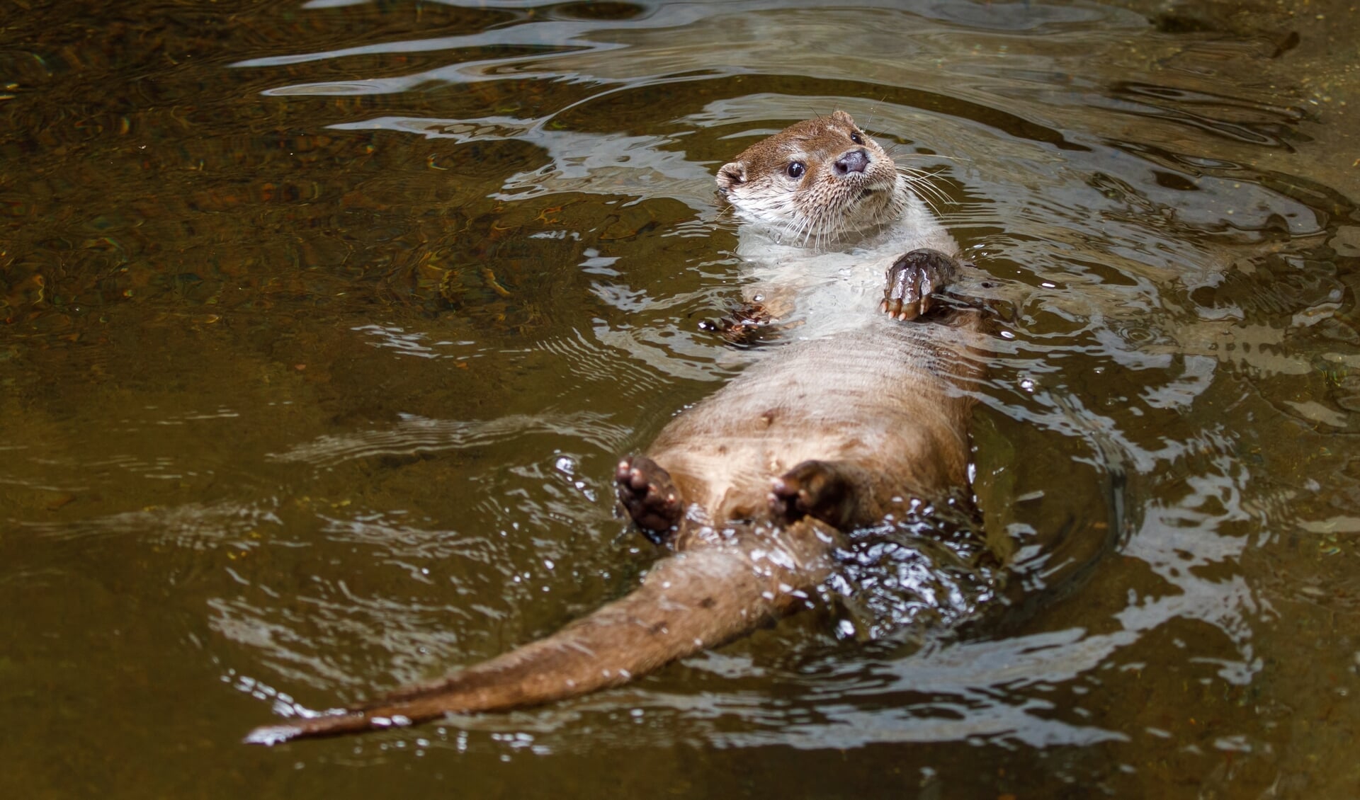 Otter. (Archieffoto: Adobe Stock)