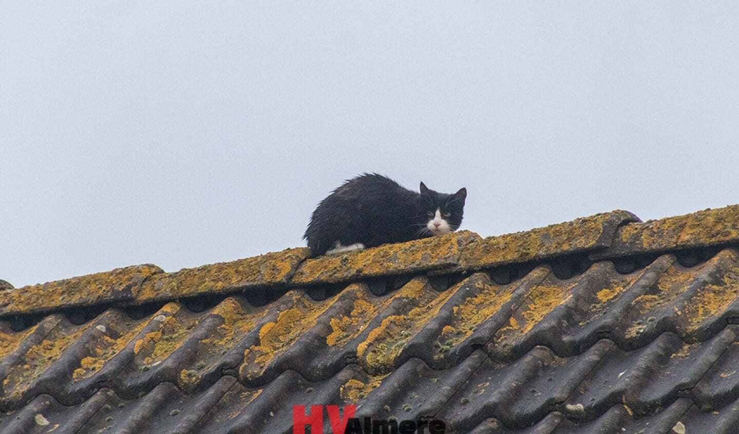De angstige kat op het dak. (Foto: HV Almere)