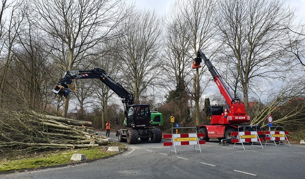 Maandag is gestart met het kappen van de bomen langs de Westerdreef in Haven. (Foto: Almere DEZE WEEK)