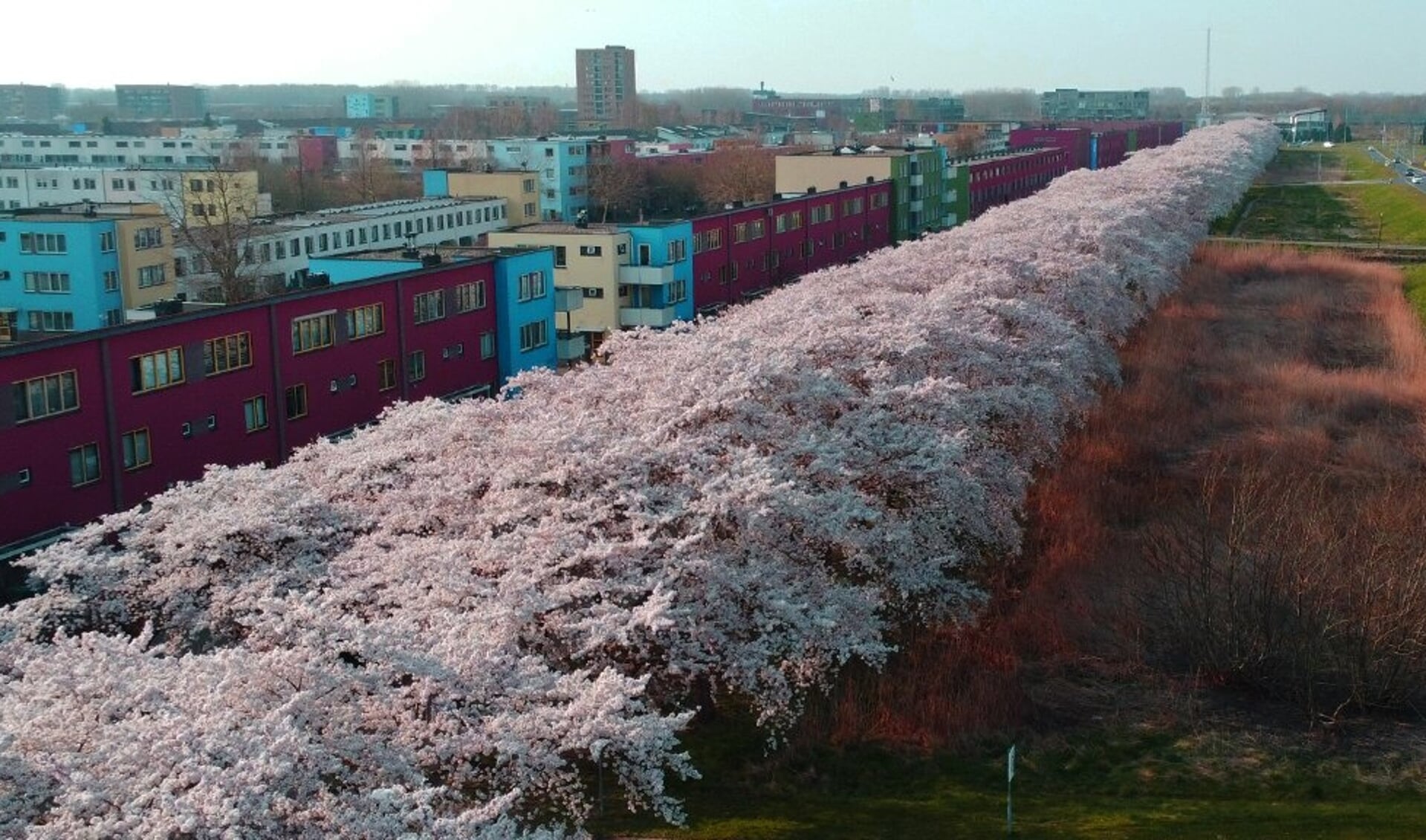 De kersenbloesem van de Regenboogbuurt is ook vanuit de lucht prachtig. (Foto: Robert de Vries)