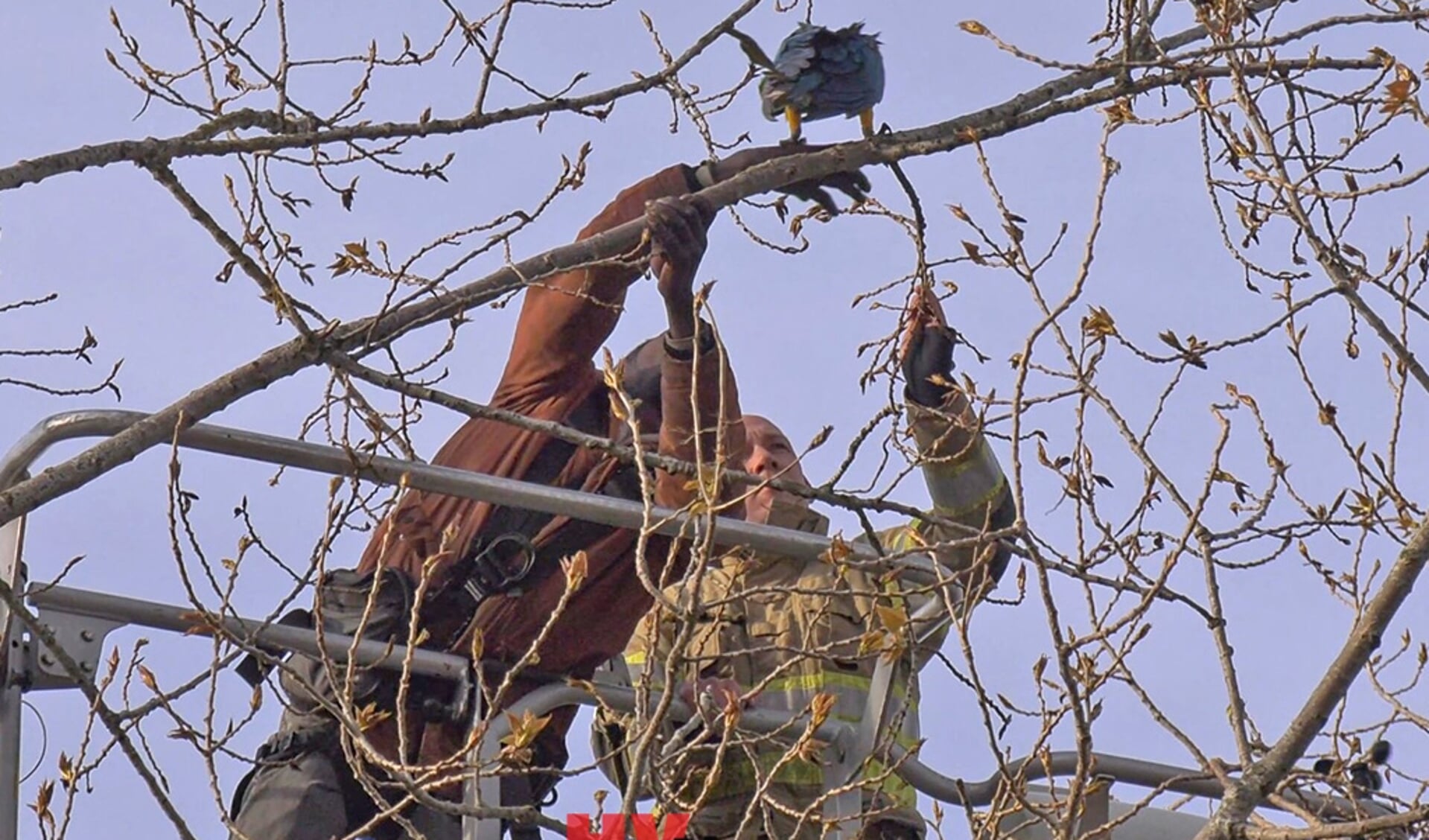 De papegaai werd uit de boom gehaald. (Foto: HV Almere)