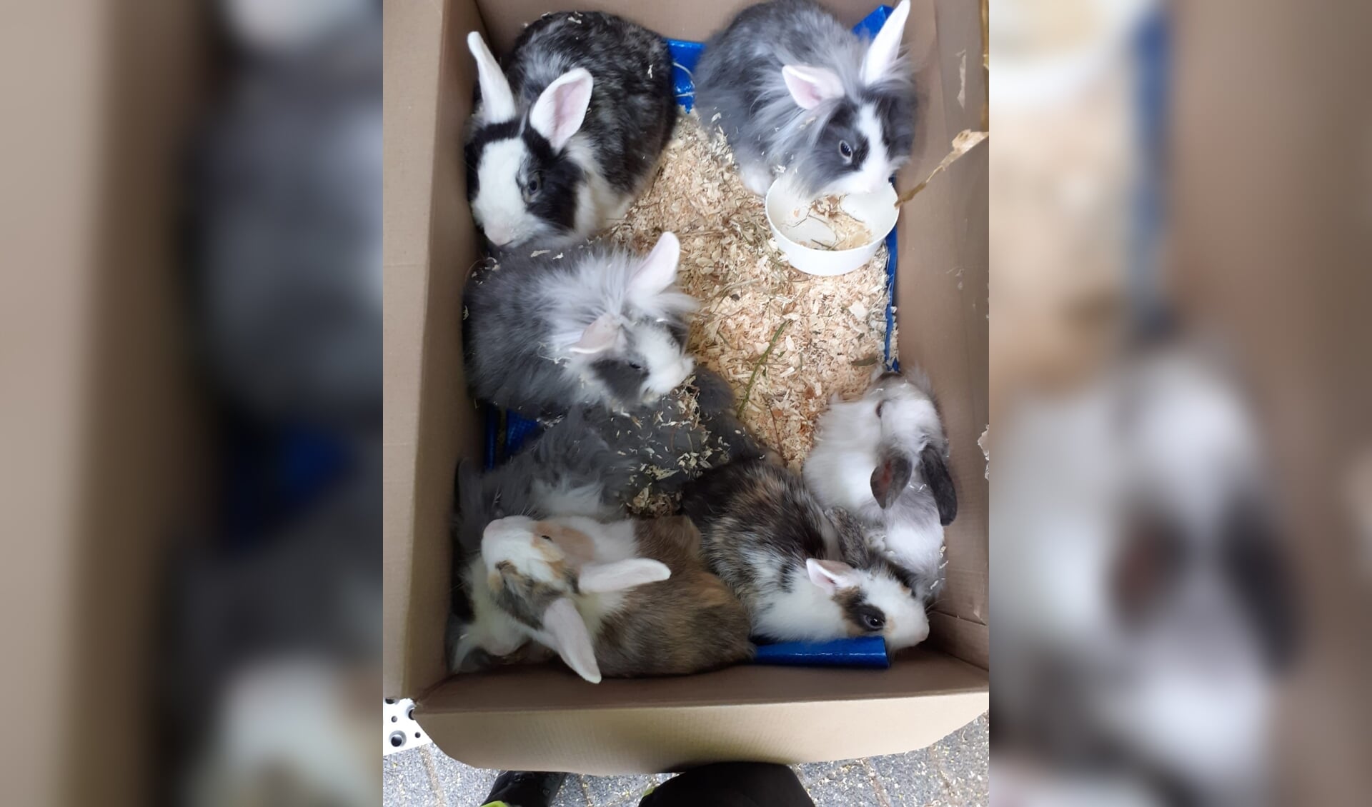 De konijnen zaten in een doos. (Foto: aangeleverd)
