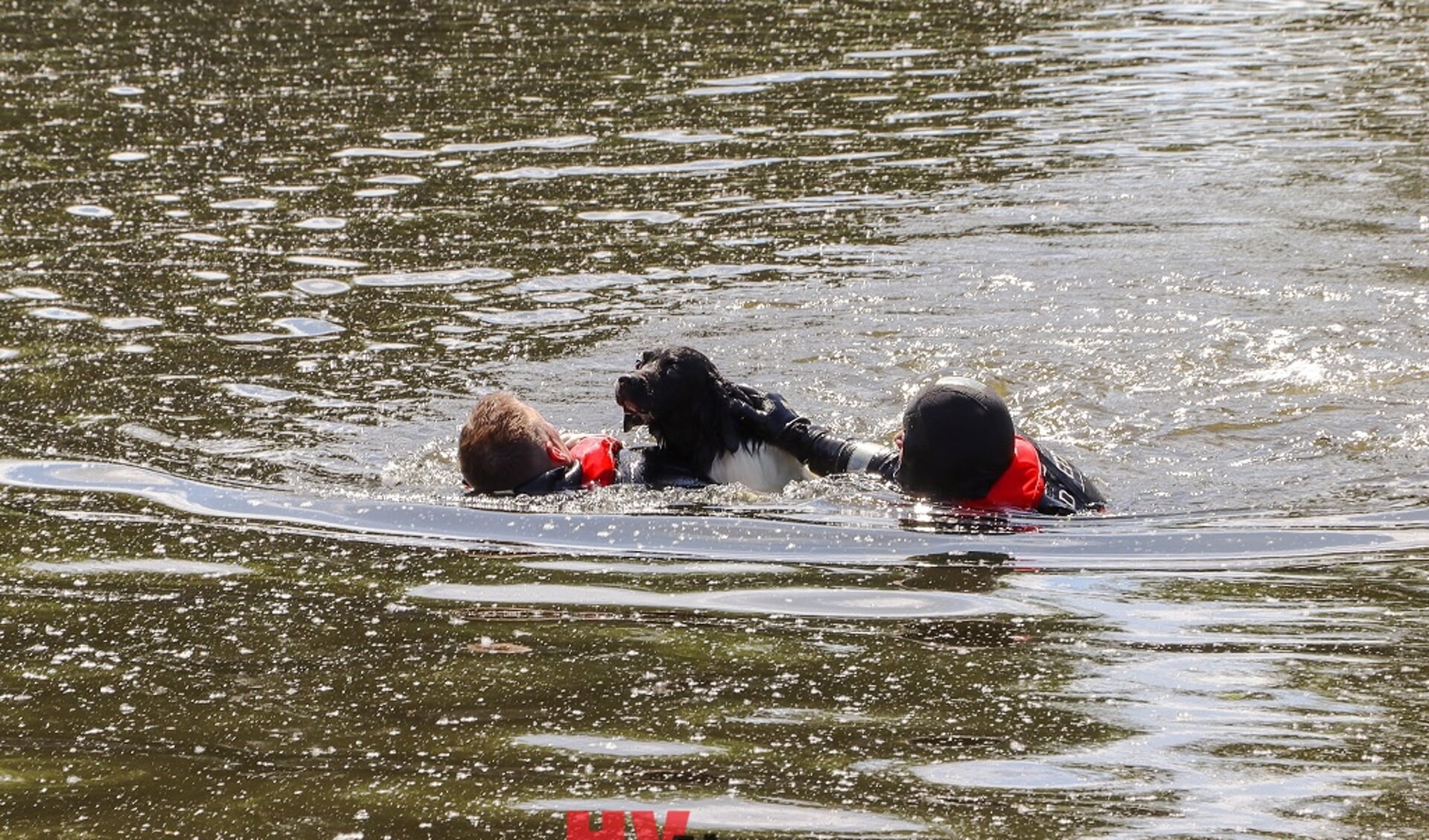Twee duikers brachten Kobus in veiligheid (Foto: HV Almere)