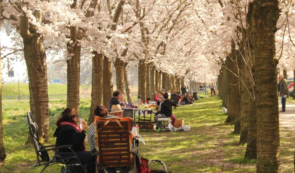 Picknicken onder de bloesembomen. (Foto: Pauli Langbein Koenders)
