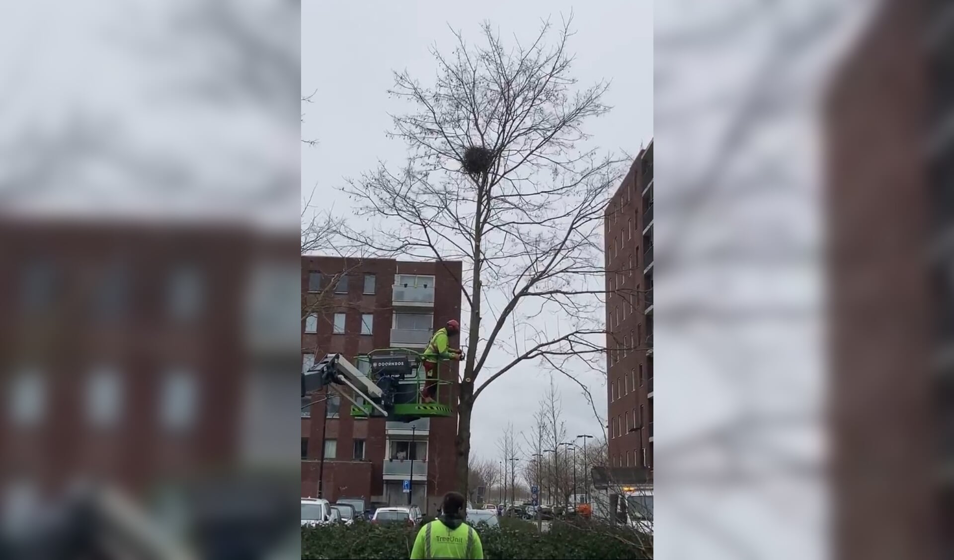 Werklieden snoeien de boom met bovenin het eksternest. (Foto: aangeleverd)