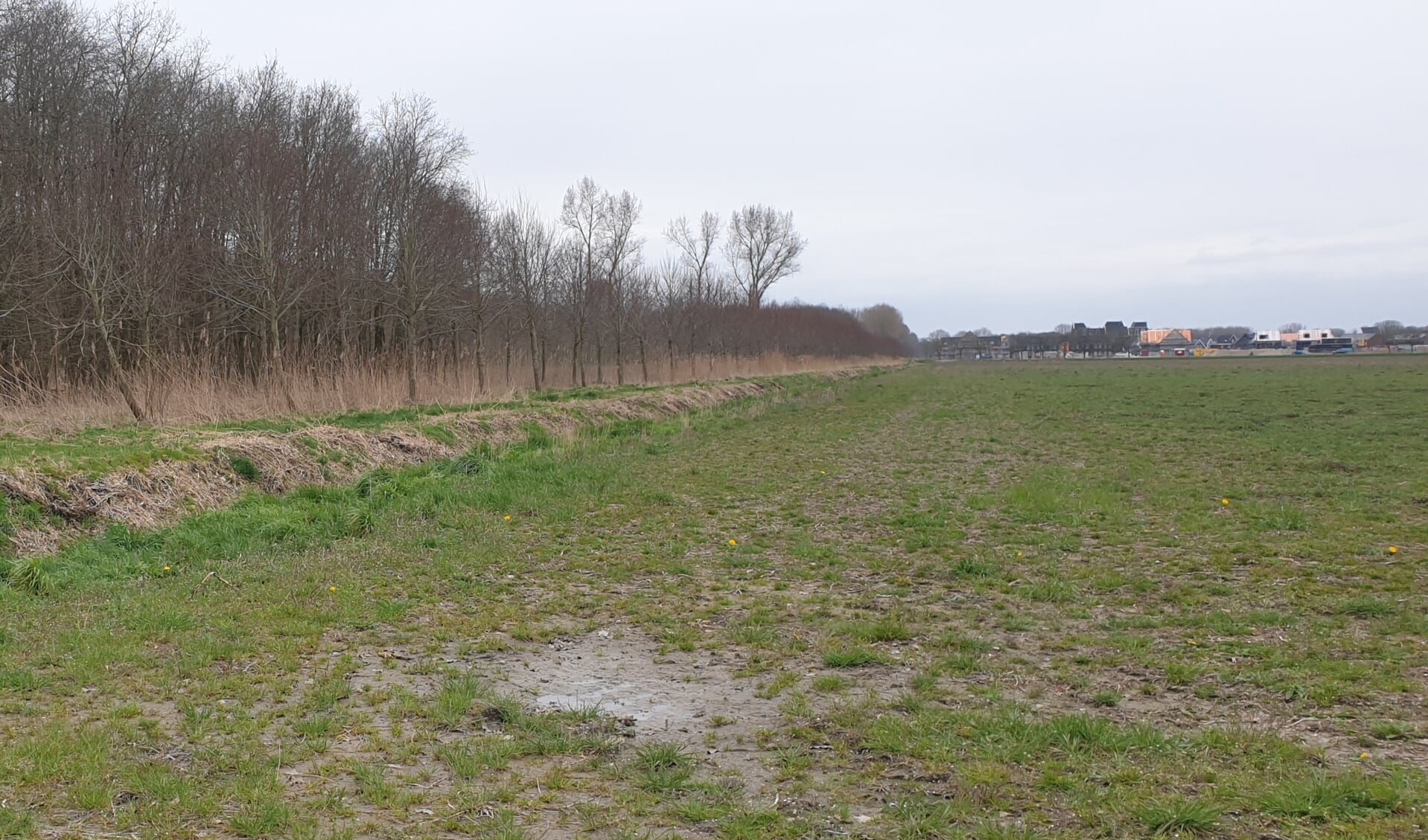 Door deze bosstrook tussen Oosterwold en Nobelhorst zou mogelijk een autoweg kunnen worden aangelegd. (Foto: Almere Deze Week)
