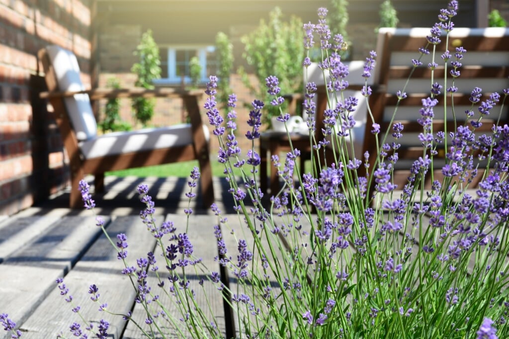 De lavendel staat prachtig in de tuin (Foto: Adobe Stock)(