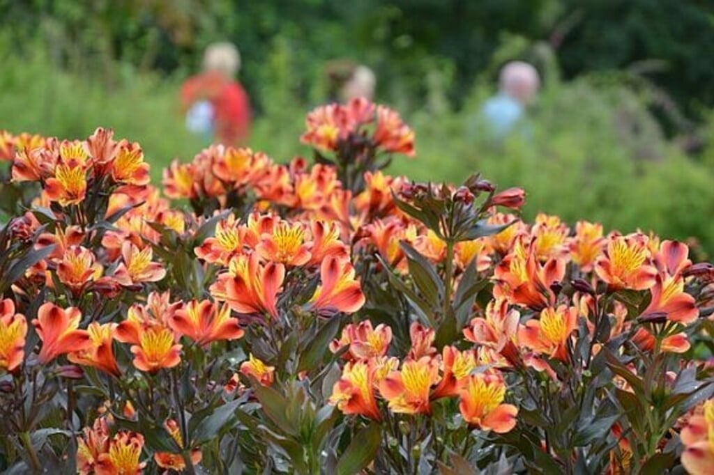 Alstroemeria Indian Summer. (Foto: iVerde Perennial Power)