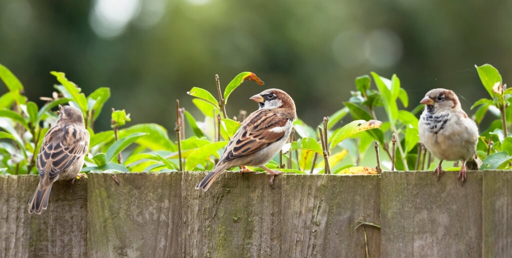 Als kieren en gaten worden dichtgestopt, hebben sommige vogels geen 'woonplek' meer. (Foto: Shutterstock)