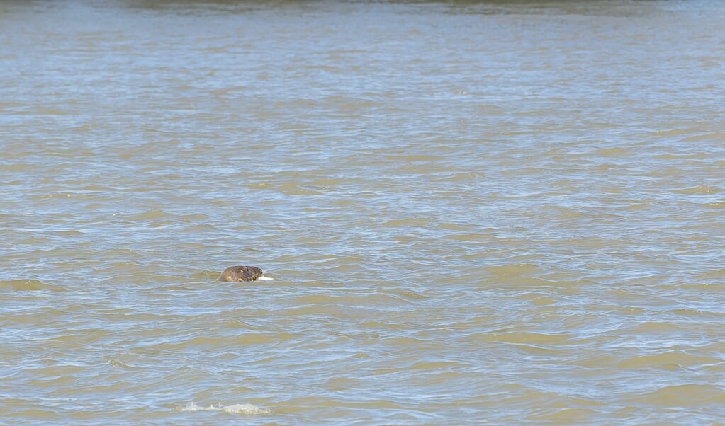 Afgelopen zaterdag zwom een grijze zeehond in de Noord, die hier zojuist een paling te pakken had. 