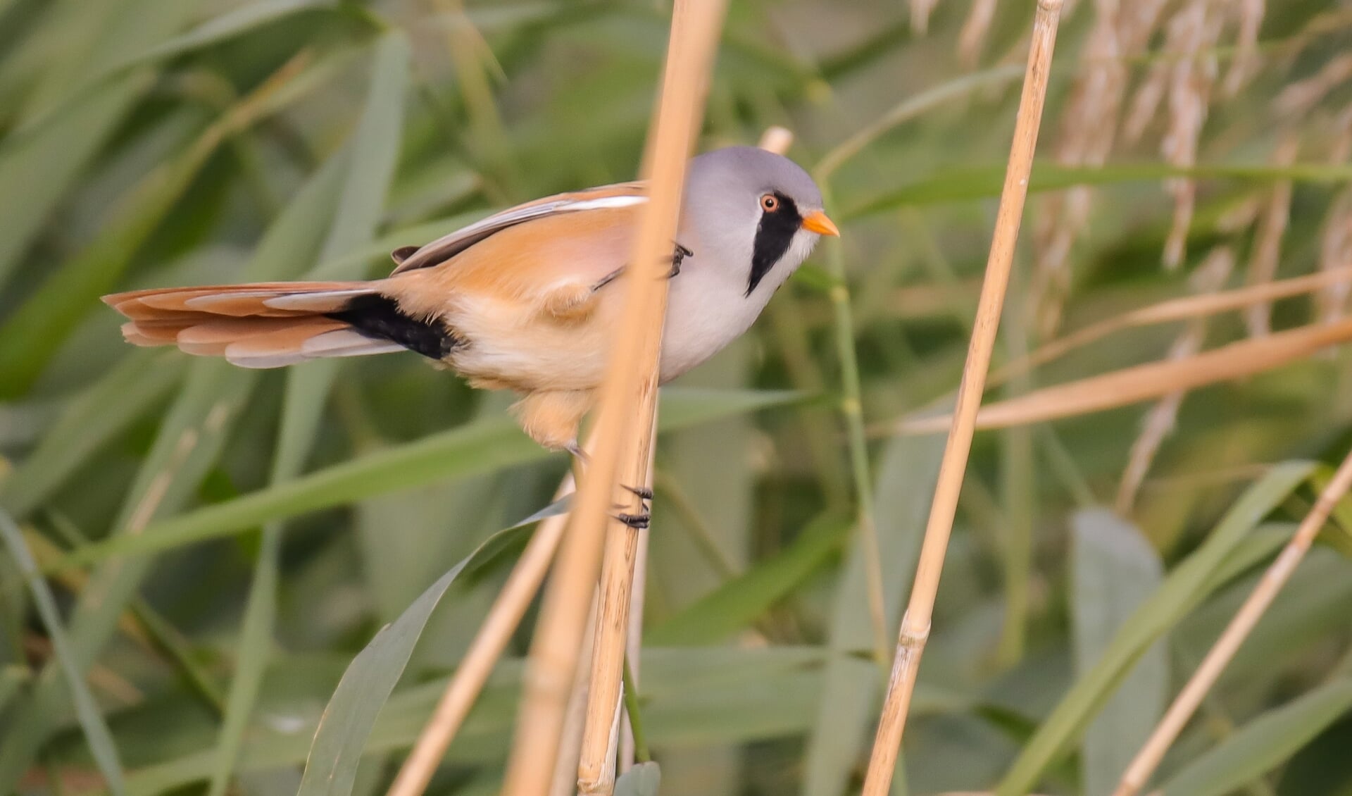 Al de hele winter zit een groepje baardmannetjes in de rietkraag in de Crezéepolder. Zeker de mannetjes zijn opvallend, met hun opvallende zwarte 'baard'. Foto: Rutger Plaisier