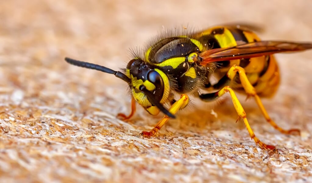 Close up of one danger wasp. Blurred background
