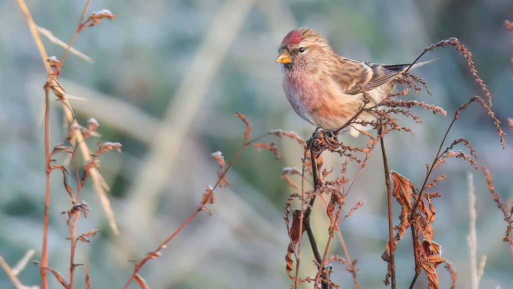 Grote barmsijzen hebben een opvallend rood petje en de mannetjes bovendien een rood-roze borst, zoals hier op de foto. Foto: Rutger Plaisier