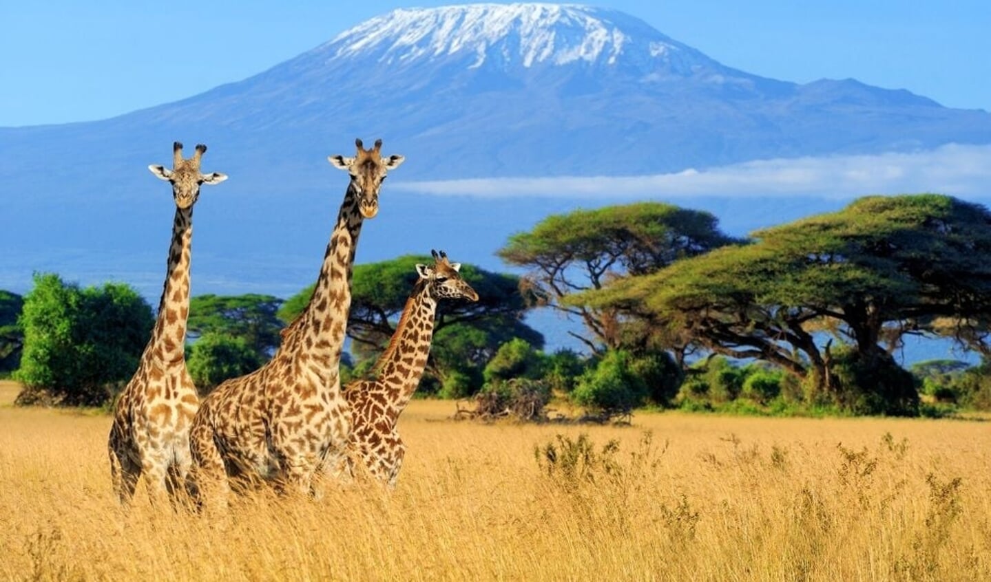 Mea gaat de Kilimanjaro beklimmen voor een goed doel, steun haar!