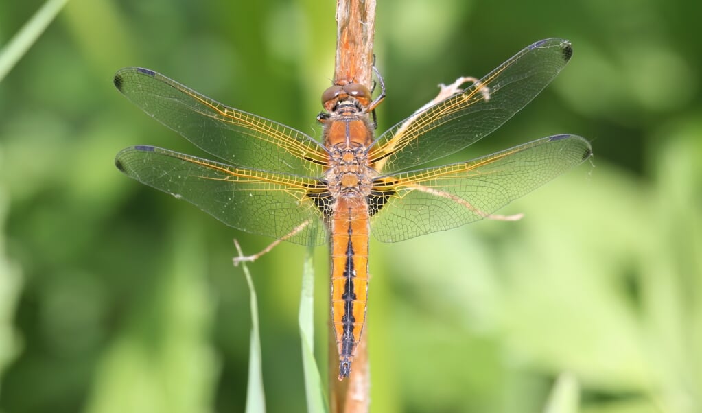 Een vers uitgeslopen mannetje bruine korenbout, onder andere te herkennen aan de zwarte streep op het achterlijf. Binnen enkele dagen zal het achterlijf van dit exemplaar verkleuren naar blauw. Fotograaf: Rutger Plaisier