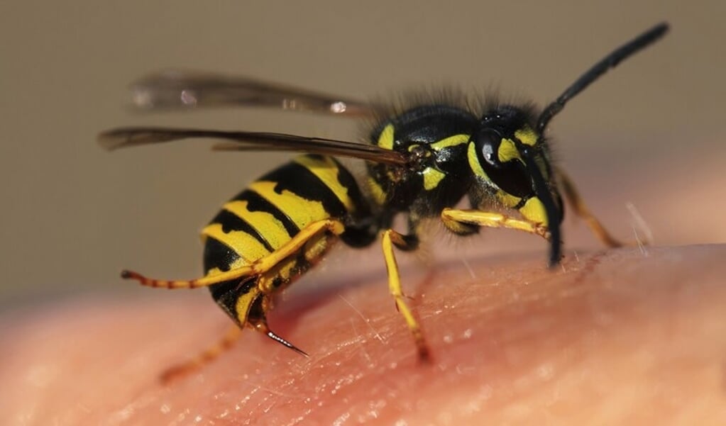 In een groot wespennest leven met gemak duizenden wespen.