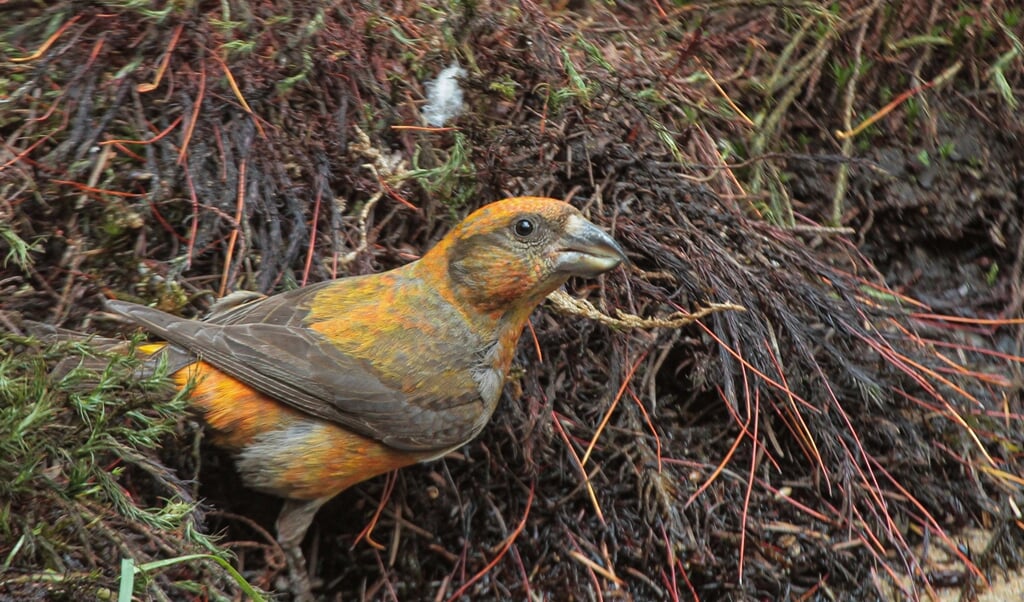 De boven- en ondersnavel van kruisbekken zijn gekruist, zodat ze goed de zaden uit dennenappels kunnen eten. Foto: Albert Molenaar