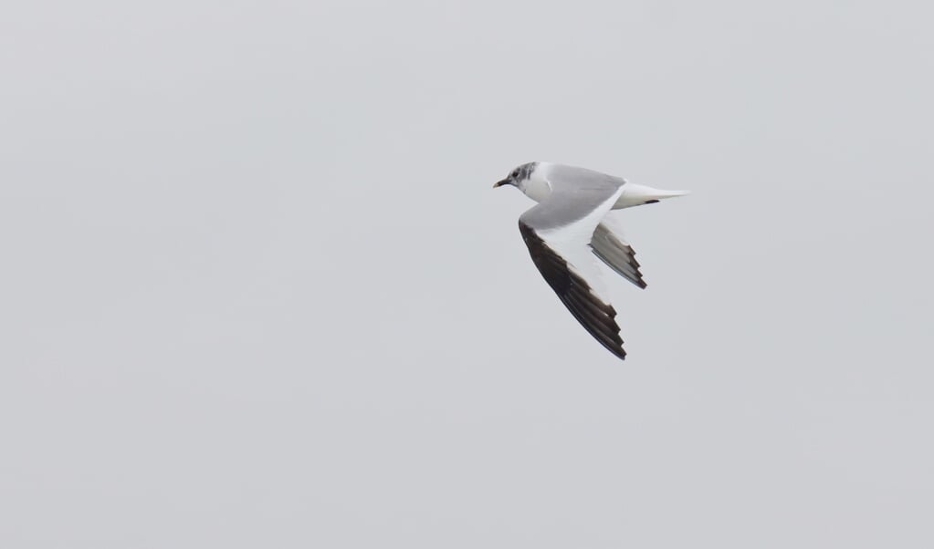 Op 1 september zat kortstondig een vorkstaartmeeuw in de Crezéepolder. De soort is goed te herkennen aan de opvallende witte driehoeken in de vleugels. Foto: Rutger Plaisier