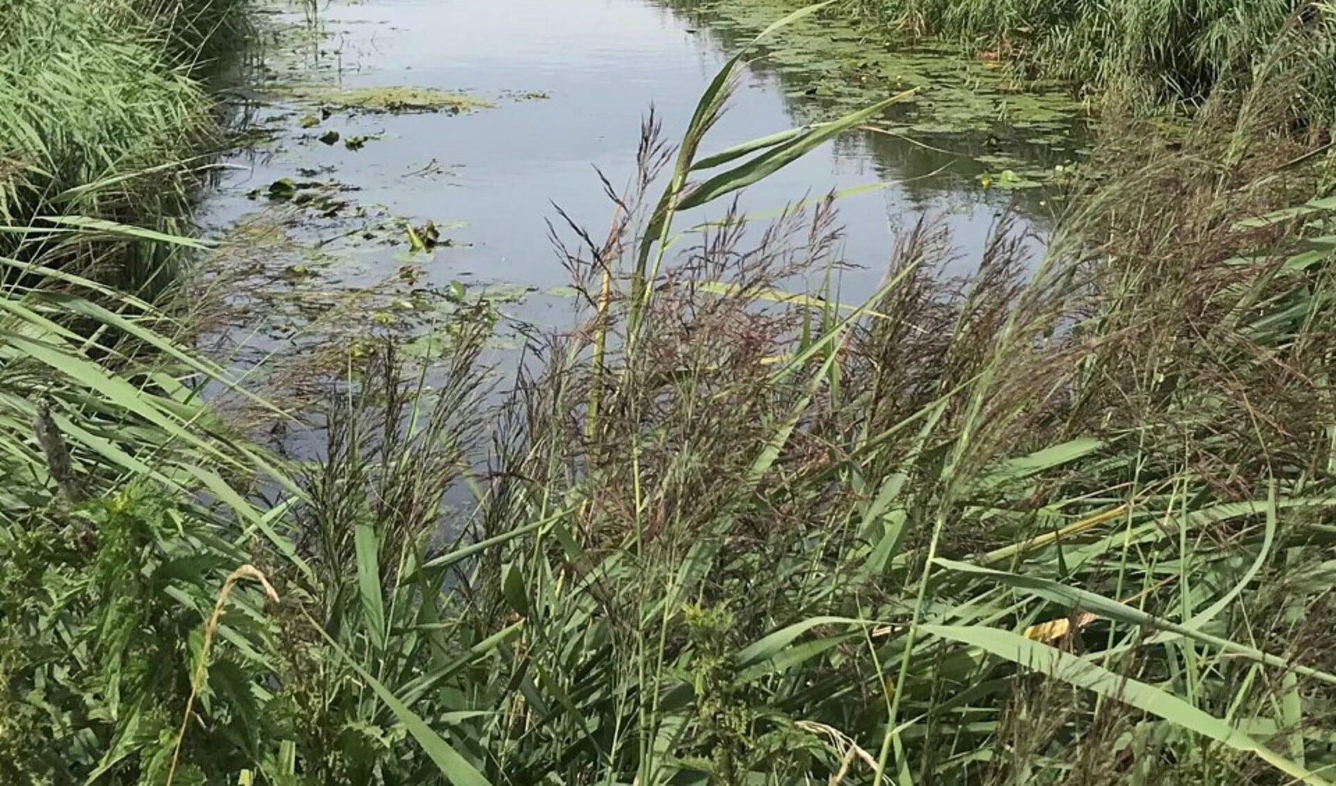 Sloot in de Hoeksche Waard