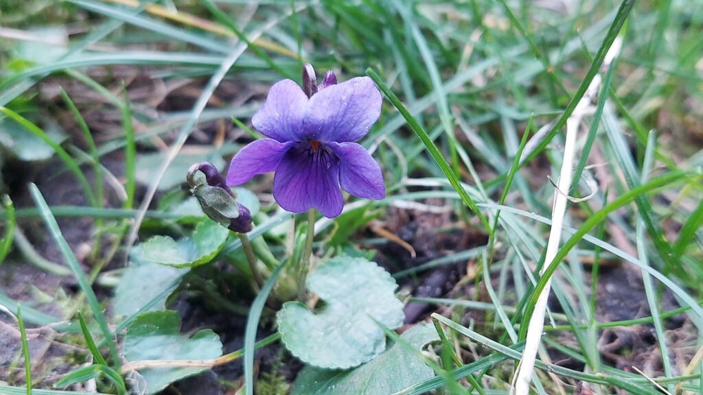 Op veel plekken zijn nu de paarse bloemetjes van het maarts viooltje te zien in de gazons. Eén van de wilde viooltjes die Nederland rijk is.  