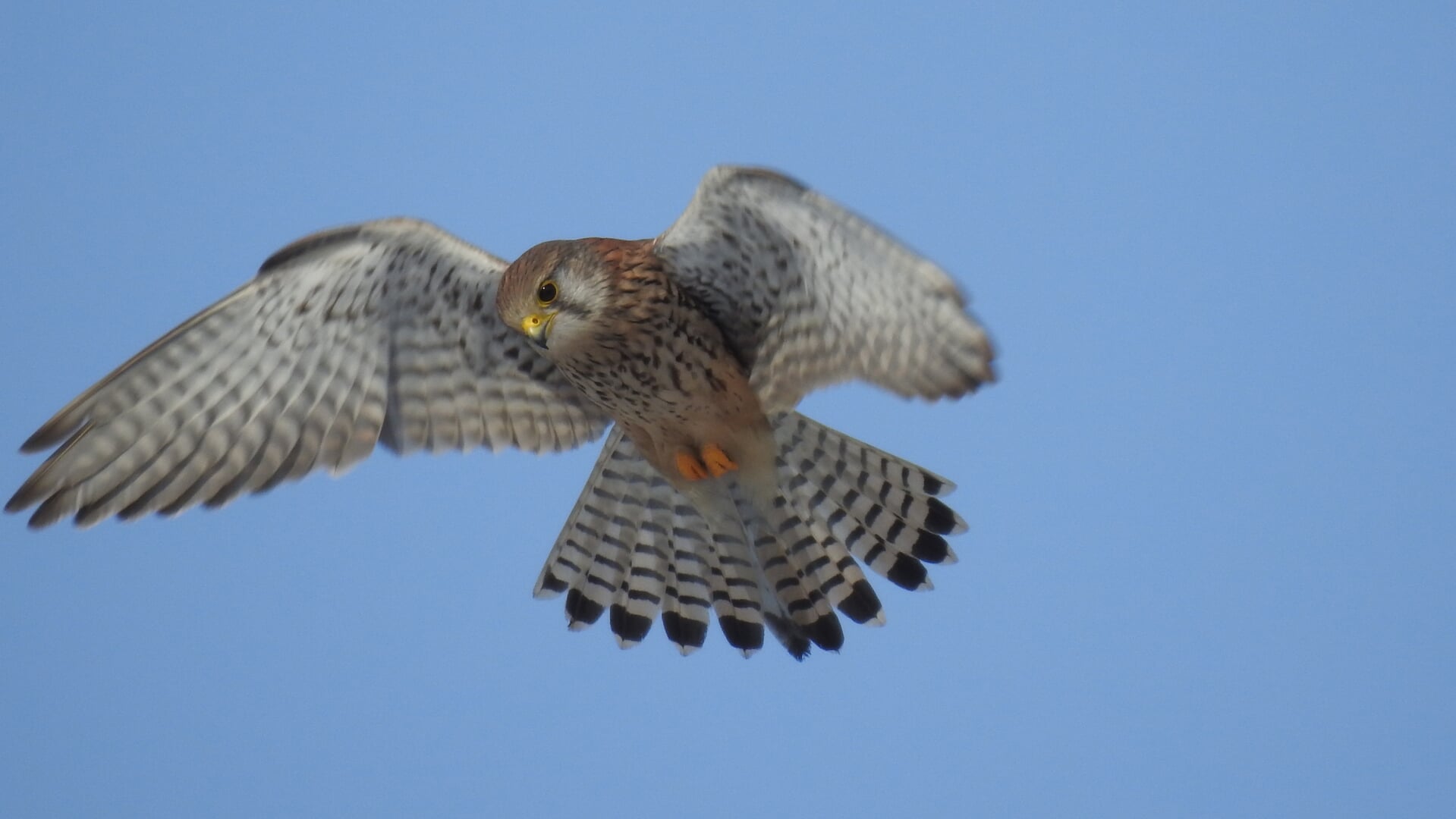 Torenvalk gefotografeerd in de vlucht