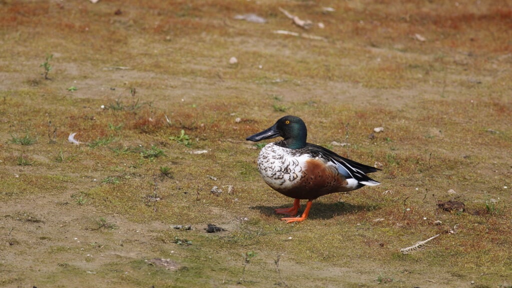 Het mannetje slobeend is goed te herkennen aan de groene kop en bruin buik, maar vooral ook aan de opvallend brede snavel. 