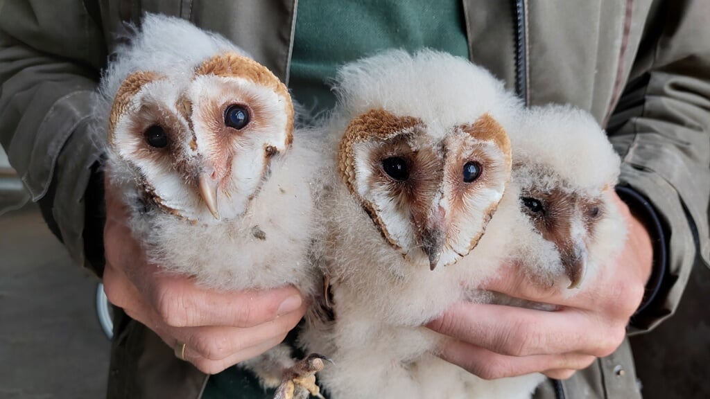 Jonge kerkuilen zijn in het begin nog witte donsballetjes, maar langzaamaan verschijnen overal veren. 