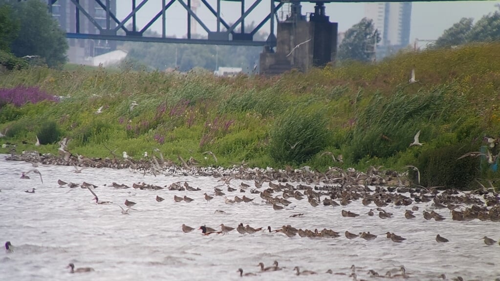 Een typisch beeld in de nazomer op de Sophiapolder. Langs de randen rusten vele grutto’s, kluten en tureluurs tot het water is gezakt, terwijl op de voorgrond nog een familie bergeenden passeert. 