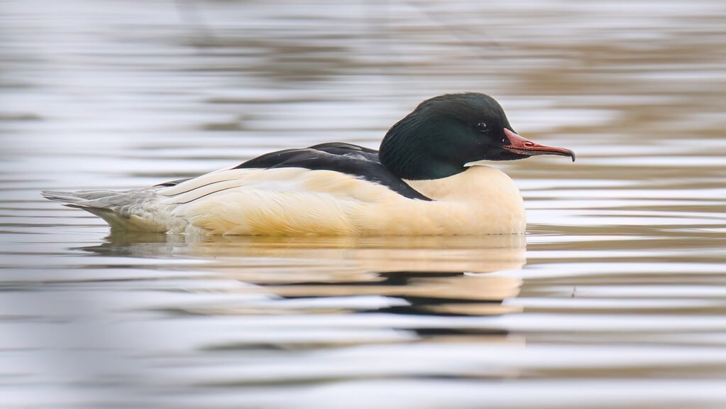 Grote zaagbekken worden door hun boterkleurige onderdelen ook wel 'boterbuiken' genoemd. Foto: Rutger Plaisier. 