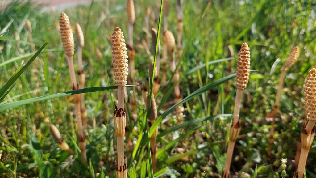 Heermoes is in deze tijd van het jaar te zien als kleurloze stengel, waaruit de plant zich via sporen voortplant.