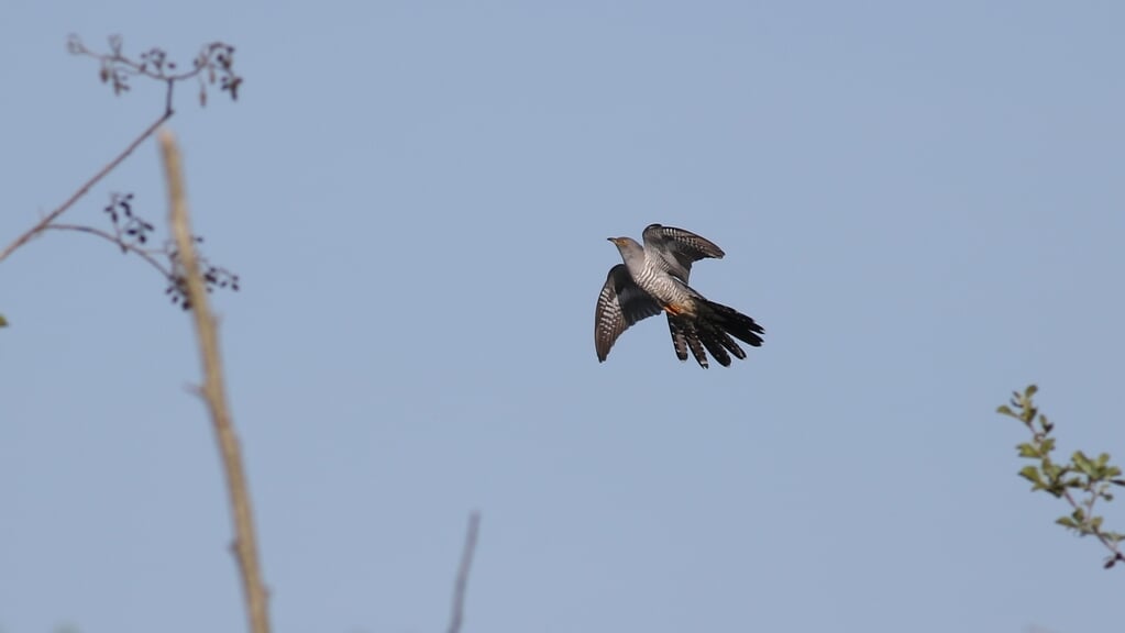 Koekoeken lijken in vlucht wat op een sperwer, met hun lange staart en opvallend gebandeerde onderzijde.