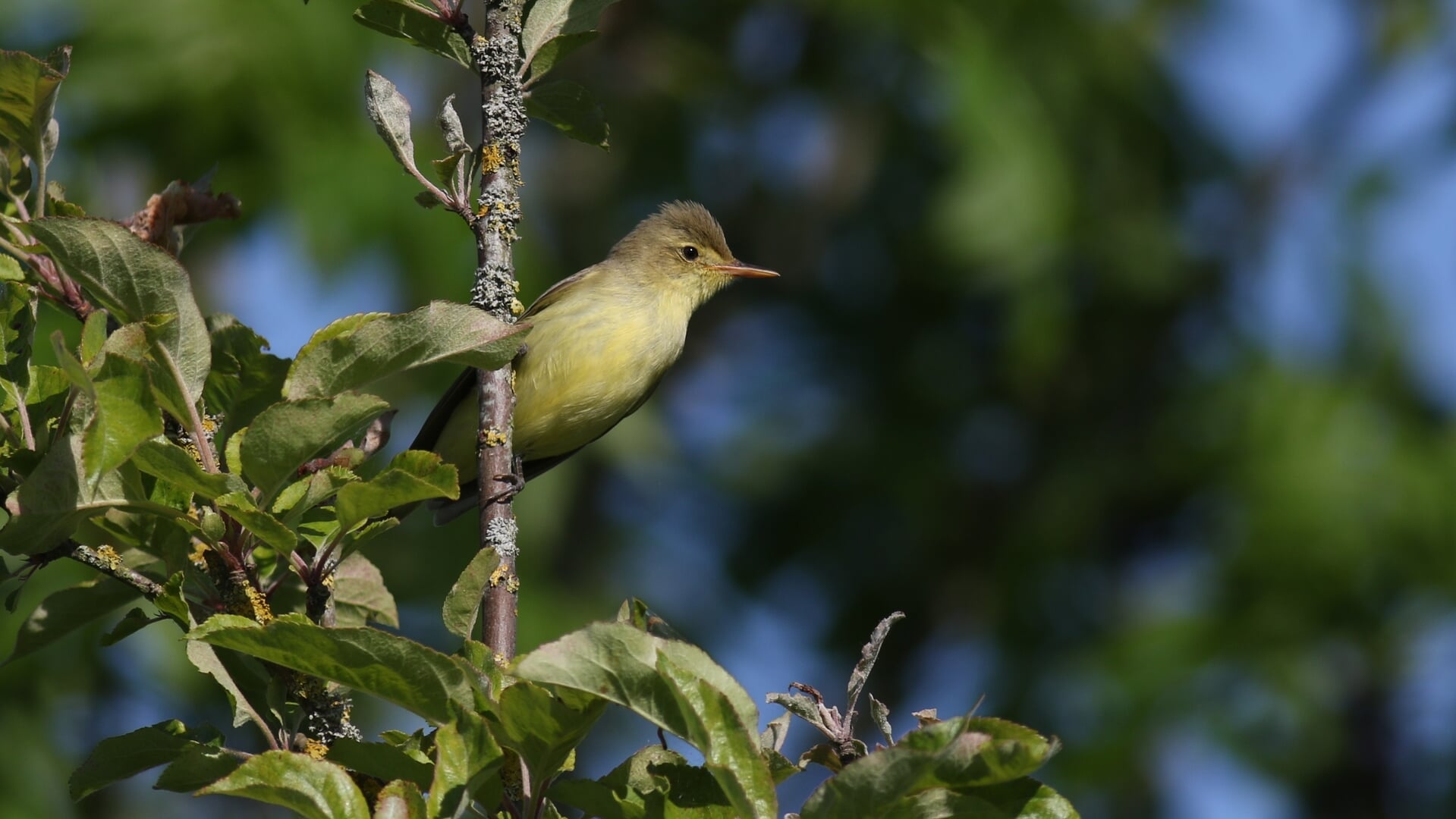 Spotvogels vallen met name op door hun zang, maar ook hun gele uiterlijk is kenmerkend. 