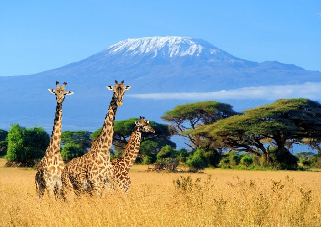 Mea gaat de Kilimanjaro beklimmen voor een goed doel, steun haar!
