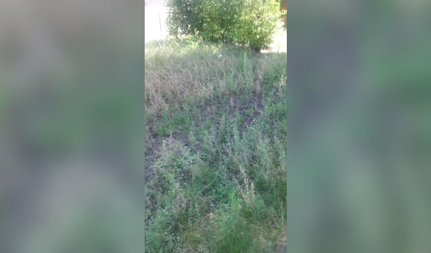 Volop onkruid in een plantsoen