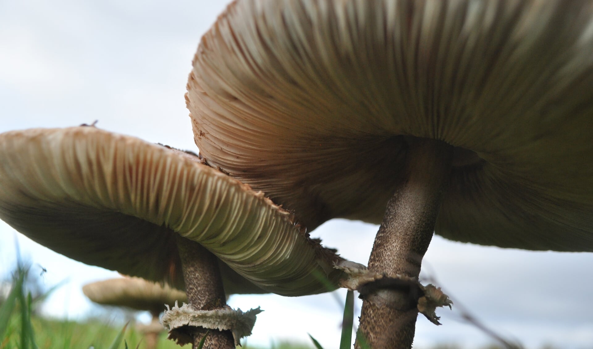 Grote kans dat deze paddenstoelen te bewonderen zijn tijdens de wandeling