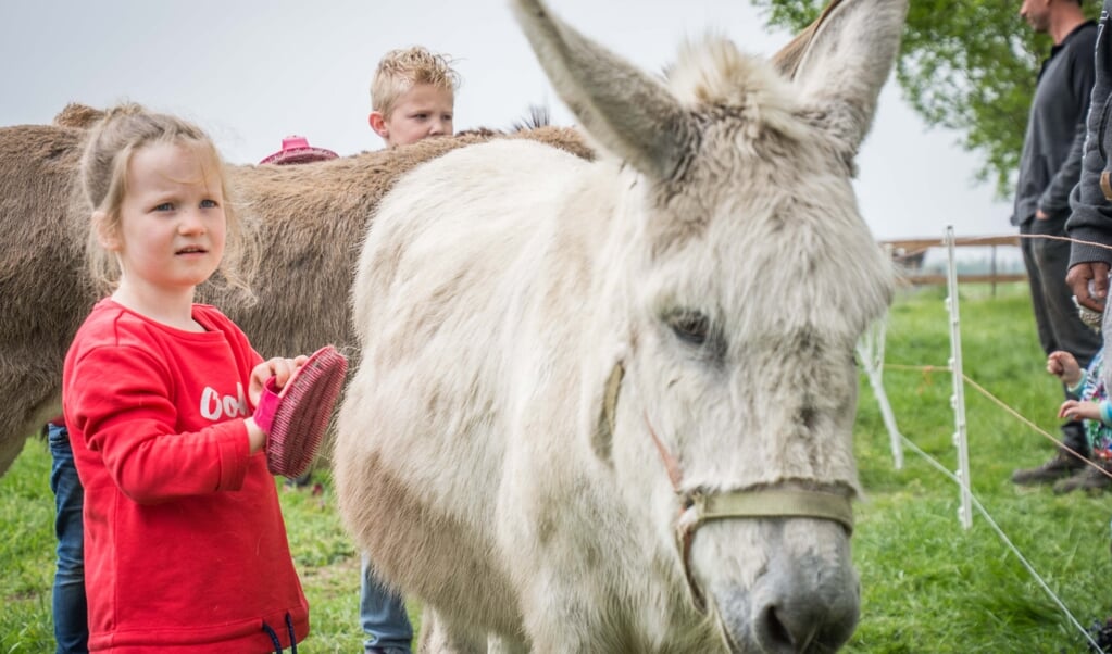 Florine aait ezeltje Fee met haar borstel en wil nog vaak naar de kinderboerderij van De Leemberg.