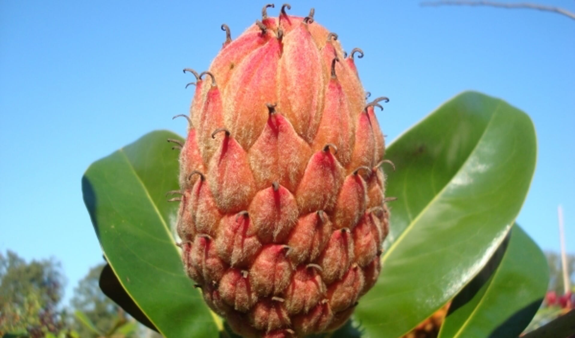 Magnolia grandiflora