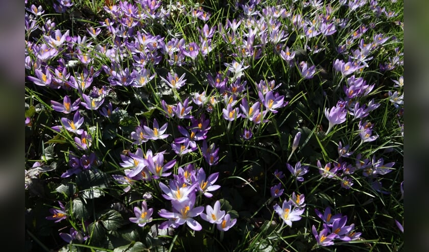 Boerenkrokus