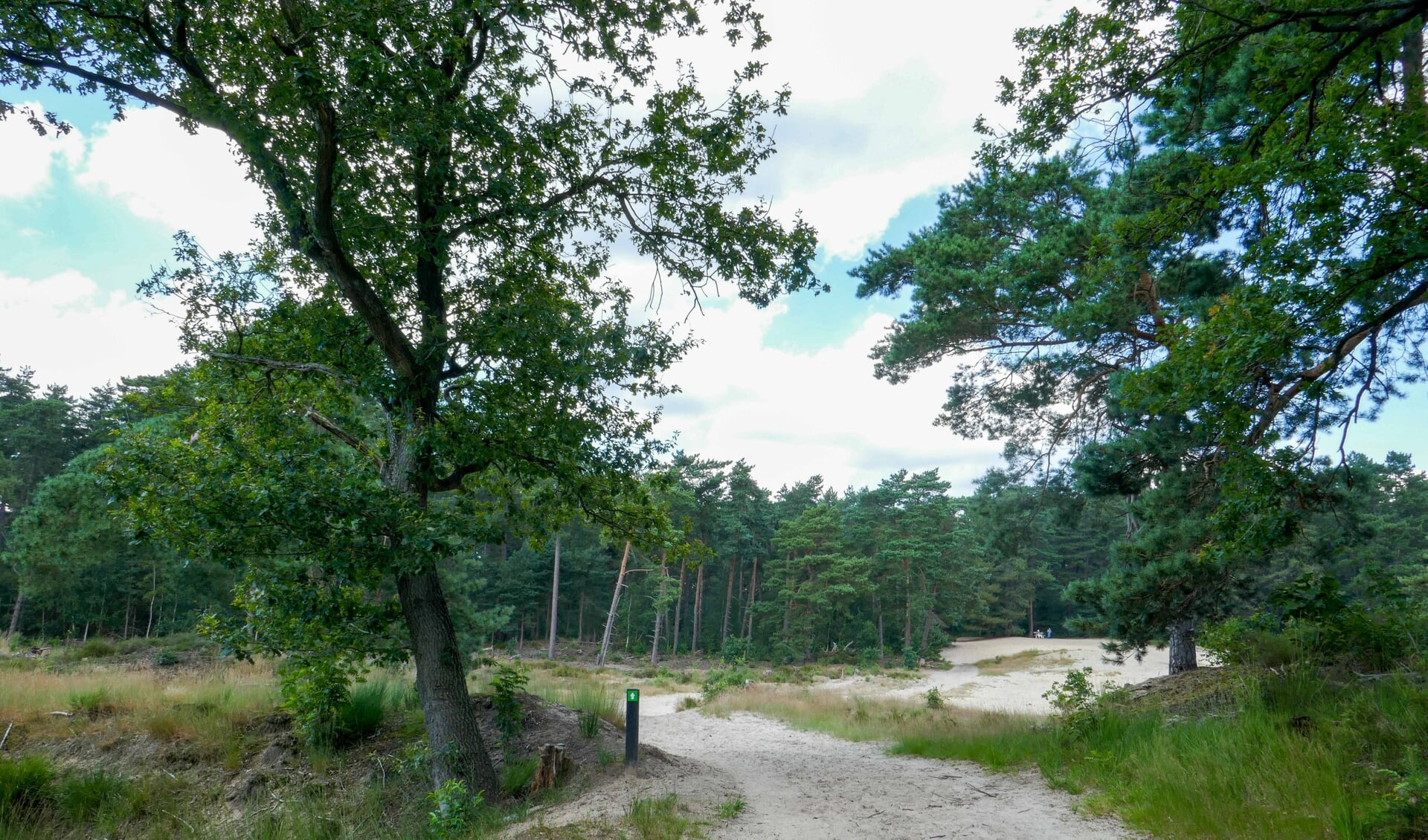 Borgvlietse Duintjes, naderend vanuit het bos. (foto: Annette Nelen)