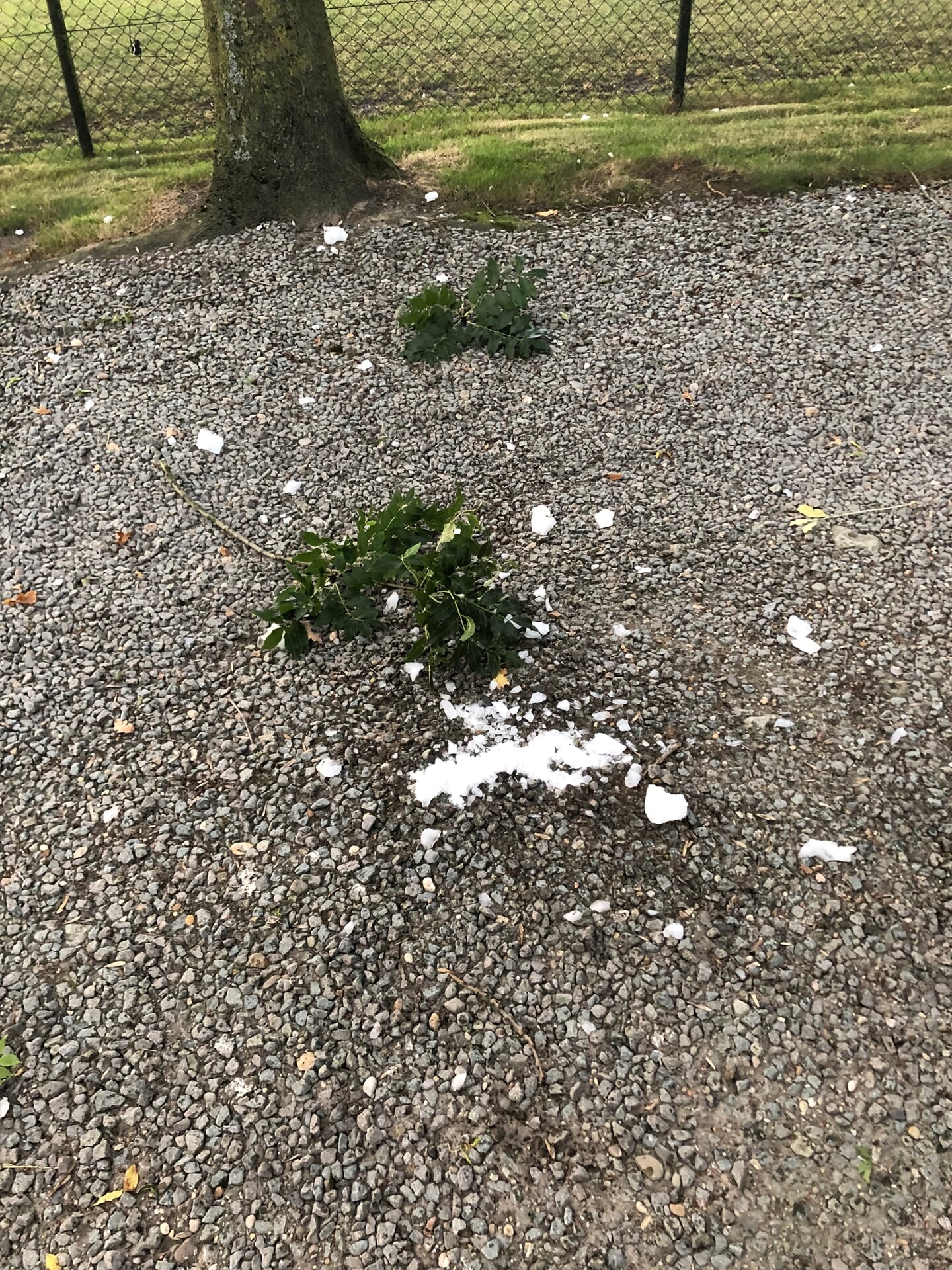Takken van de boom door een vallend ijsblok.