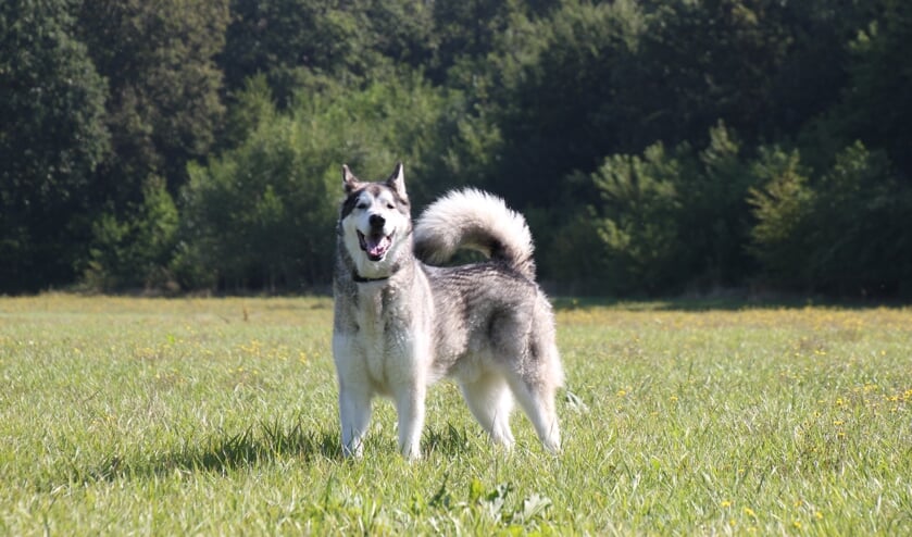 <p>Jolanda Stroo-Wolff uit Halsteren stuurde deze foto in: "Onze Alaska Malamute Tobi is al bijna 11 jaar en zou het erg leuk vinden als hij nog eens in de krant komt." <br>(Foto: Enrique Garcia)</p>
